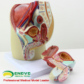 VENDER 12439 Life Size Male Anatomical Model 4 Parts Anatomy